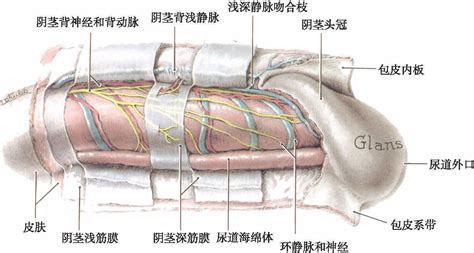 男人阴茎图片